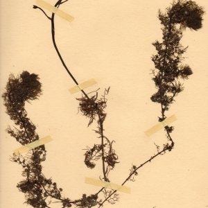 Photographie n°55196 du taxon Utricularia vulgaris L. [1753]