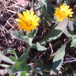 Photographie n°55198 du taxon Calendula arvensis L. [1763]