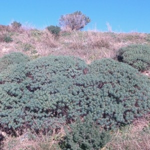 Photographie n°55199 du taxon Euphorbia dendroides L. [1753]