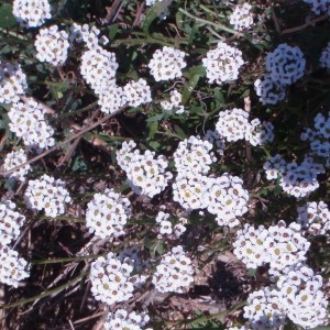 Photographie n°55202 du taxon Lobularia maritima (L.) Desv. [1815]