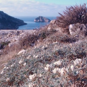 Photographie n°55203 du taxon Astragalus tragacantha L. [1753]