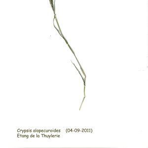 - Crypsis alopecuroides (Piller & Mitterp.) Schrad. [1806]