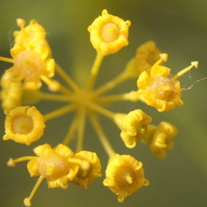 Photographie n°55230 du taxon Opopanax chironium (L.) W.D.J.Koch [1824]