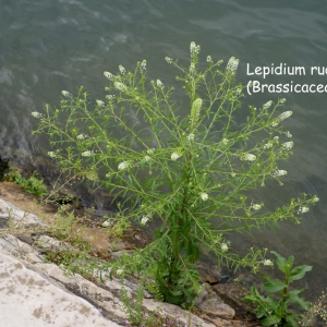 Photographie n°55237 du taxon Lepidium ruderale L. [1753]