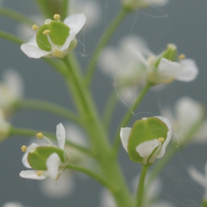 Photographie n°55238 du taxon Lepidium ruderale L. [1753]