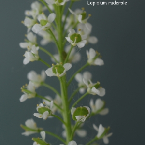 Lepidium glaucescens Dumort. (Passerage des décombres)