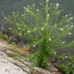 Photographie n°55242 du taxon Lepidium ruderale L. [1753]