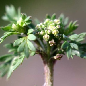 Lepidium didymum L. (Corne-de-cerf à deux lobes)