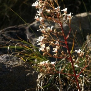 Photographie n°55255 du taxon Saxifraga cotyledon L. [1753]