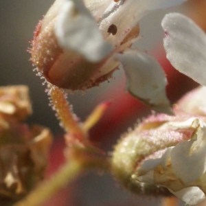 Photographie n°55256 du taxon Saxifraga cotyledon L. [1753]