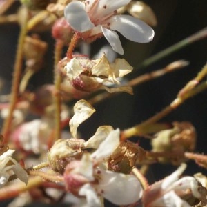 Photographie n°55257 du taxon Saxifraga cotyledon L. [1753]