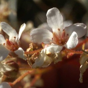 Saxifraga pyramidalis Lapeyr. (Saxifrage cotylédon)
