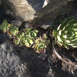 Photographie n°55261 du taxon Saxifraga cotyledon L. [1753]