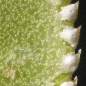 Photographie n°55263 du taxon Saxifraga cotyledon L. [1753]