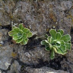 Photographie n°55267 du taxon Saxifraga cotyledon L. [1753]