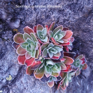 Photographie n°55270 du taxon Saxifraga cotyledon L. [1753]