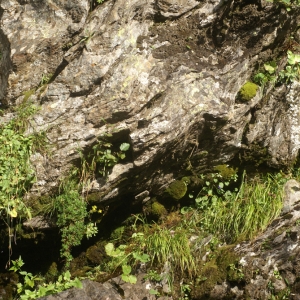 Photographie n°55271 du taxon Saxifraga cotyledon L. [1753]