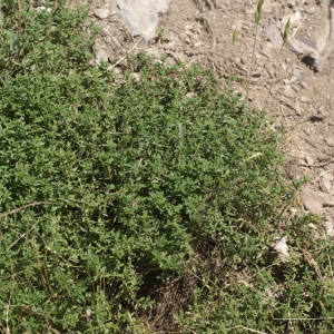 Photographie n°55328 du taxon Thymus nitens Lamotte [1881]