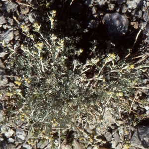 Photographie n°55330 du taxon Artemisia glacialis L. [1763]