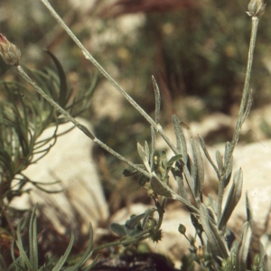 Photographie n°55341 du taxon Xeranthemum inapertum (L.) Mill. [1768]