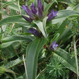 Photographie n°55346 du taxon Gentiana cruciata L. [1753]