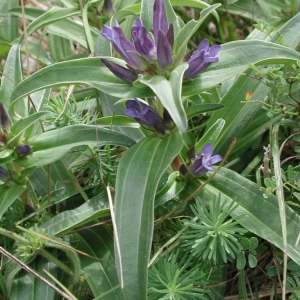 Photographie n°55347 du taxon Gentiana cruciata L. [1753]