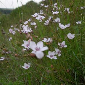 Photographie n°55349 du taxon Linum tenuifolium L. [1753]