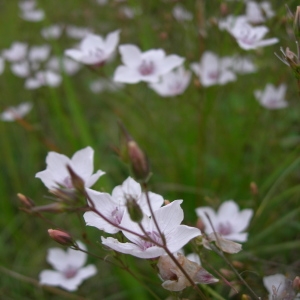 Photographie n°55351 du taxon Linum tenuifolium L. [1753]