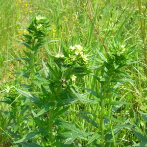 Photographie n°55363 du taxon Lithospermum officinale L. [1753]