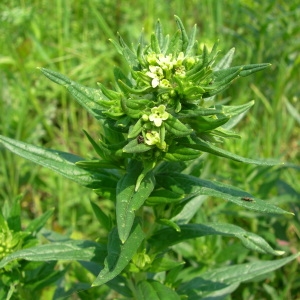 Photographie n°55364 du taxon Lithospermum officinale L. [1753]