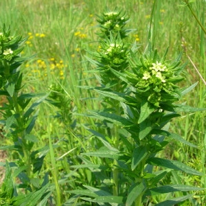 Photographie n°55365 du taxon Lithospermum officinale L. [1753]