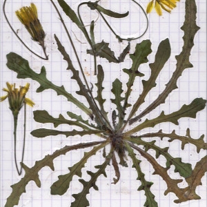 Photographie n°55380 du taxon Reichardia picroides (L.) Roth [1787]