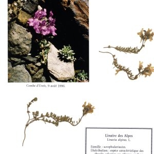 Photographie n°55384 du taxon Linaria alpina (L.) Mill.