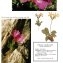 Primula integrifolia L. [nn53208] par Liliane Pessotto le 16/08/1995 - Les Bordes-sur-Lez