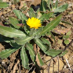 Photographie n°55392 du taxon Calendula arvensis L. [1763]