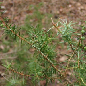 Photographie n°55396 du taxon Juniperus communis L. [1753]