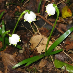 Photographie n°55399 du taxon Leucojum vernum L. [1753]