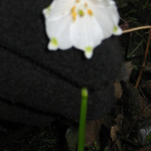 Photographie n°55400 du taxon Leucojum vernum L. [1753]