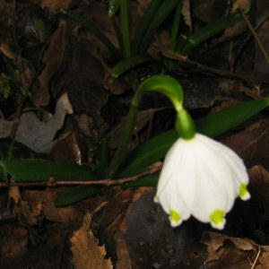 Photographie n°55401 du taxon Leucojum vernum L. [1753]