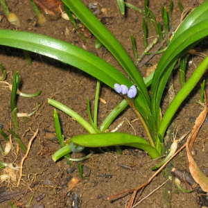 Photographie n°55407 du taxon Scilla bifolia L. [1753]