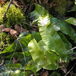 Photographie n°55408 du taxon Phyllitis scolopendrium (L.) Newman [1844]