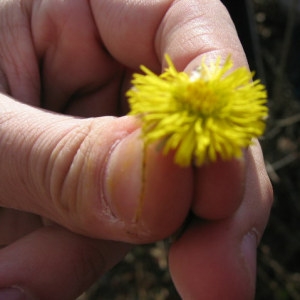 Photographie n°55410 du taxon Tussilago farfara L. [1753]