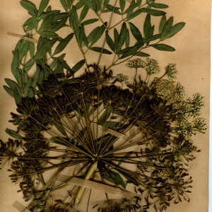 Photographie n°55412 du taxon Laserpitium siler L. [1753]