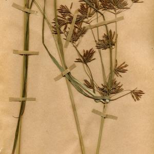 Photographie n°55416 du taxon Cyperus longus L. [1753]