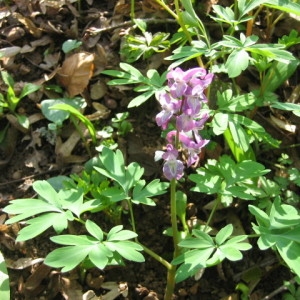 Photographie n°55422 du taxon Corydalis bulbosa (L.) DC. [1805]