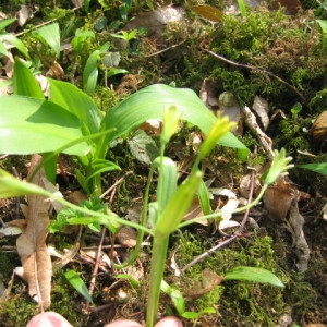 Photographie n°55425 du taxon Gagea lutea (L.) Ker Gawl. [1809]