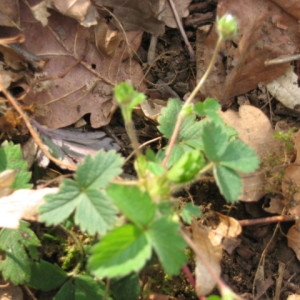 Photographie n°55430 du taxon Potentilla sterilis (L.) Garcke [1856]