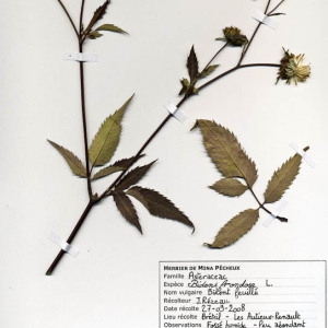 Photographie n°55433 du taxon Bidens frondosa L. [1753]