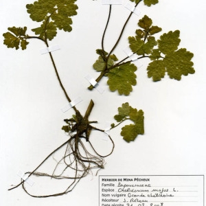 Photographie n°55434 du taxon Chelidonium majus L. [1753]