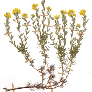 Photographie n°55441 du taxon Genista hispanica L. [1753]